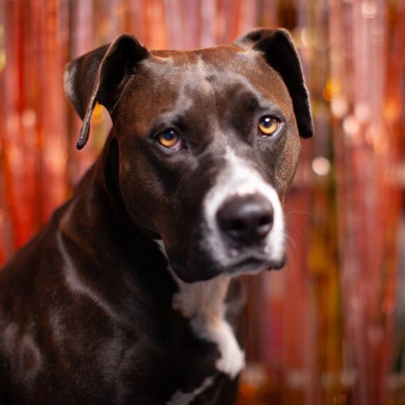 Meet your Poshers, Kelly and Lisa - Picture 3 of 4